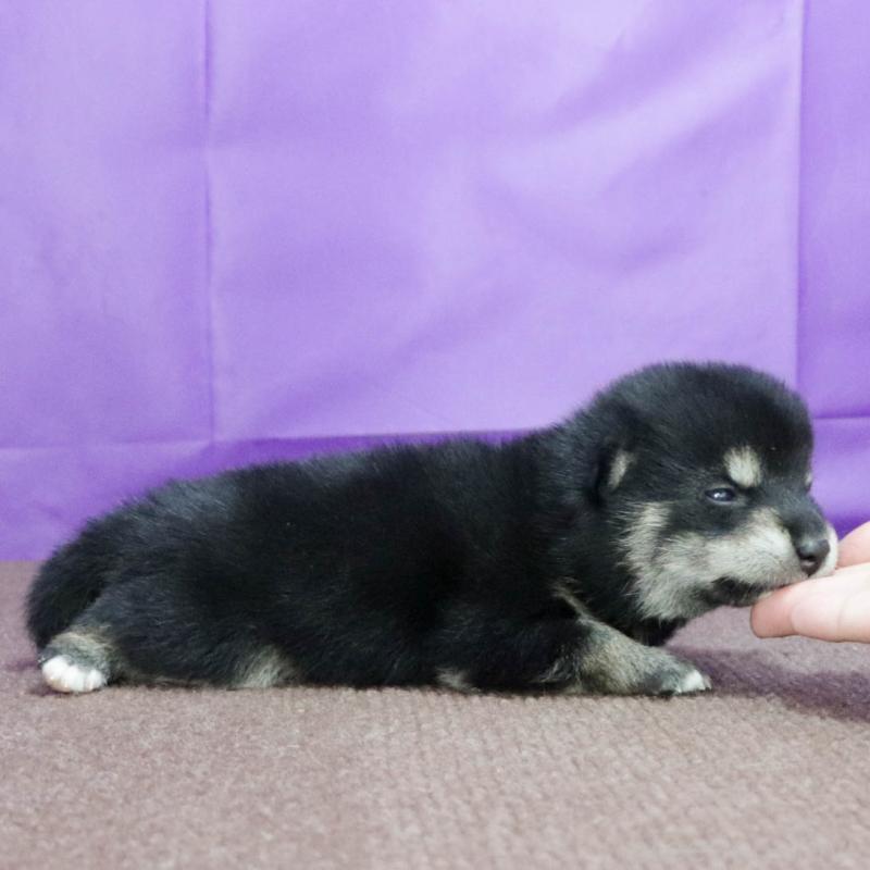 販売中の愛知県の柴犬-403383の4枚目